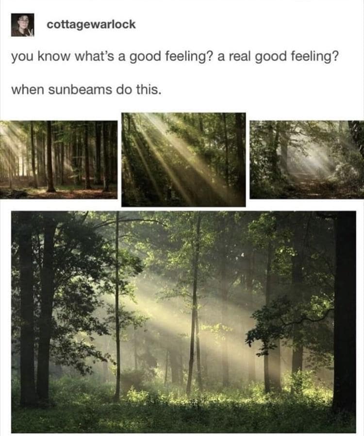 A wholesome funny meme appreciating the simple beauty of sunbeams shining through a forest canopy.