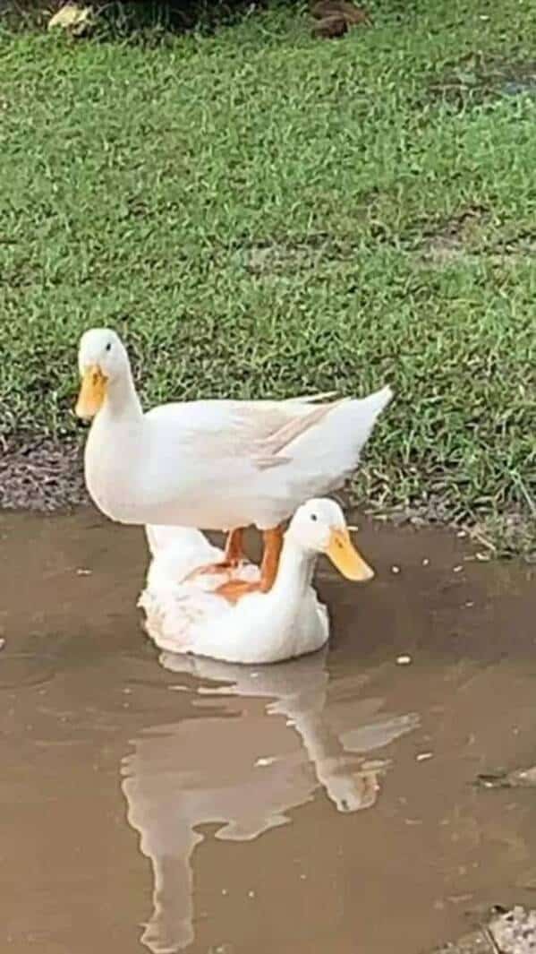 A funny meme showing a white duck standing on the back of another white duck that is sitting in a puddle.