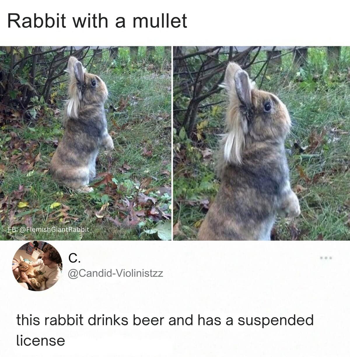 A funny meme of a rabbit with a mullet, with a comment giving it a hilarious backstory.