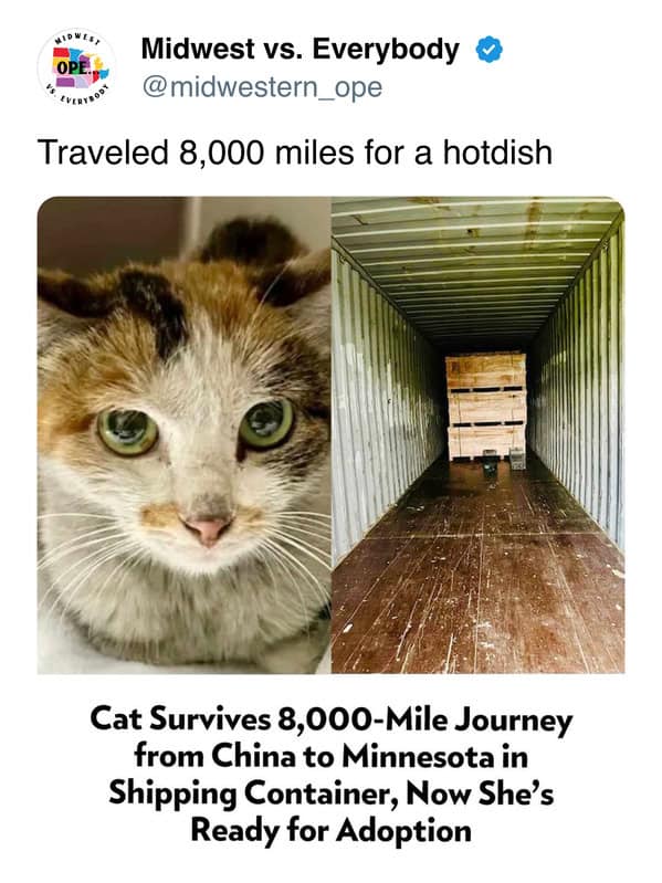 Funny Midwest meme joking that a cat traveled 8,000 miles in a shipping container specifically for Minnesota hotdish.