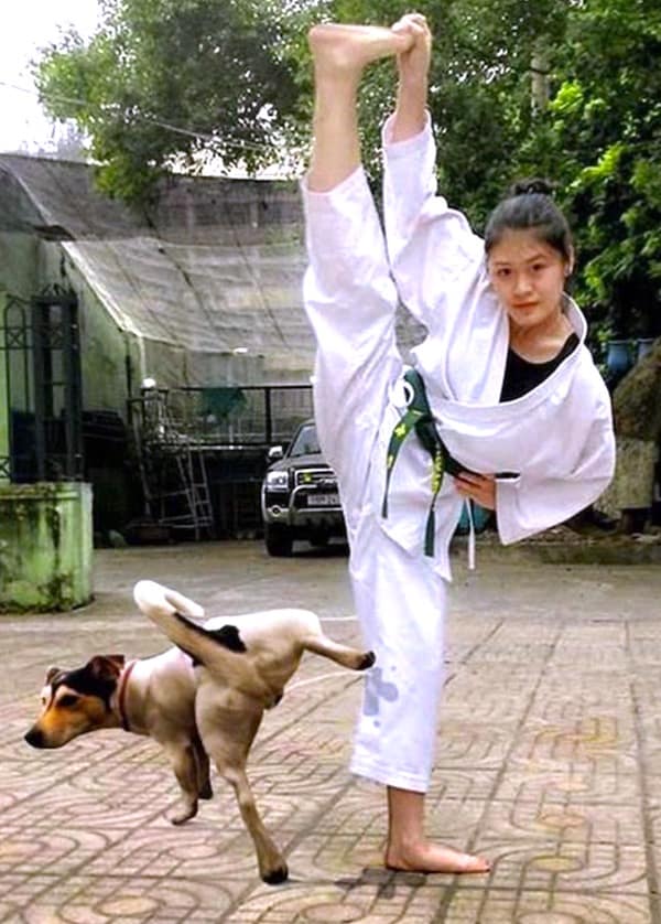 A funny no context image of a dog perfectly mimicking a woman's karate kick pose.