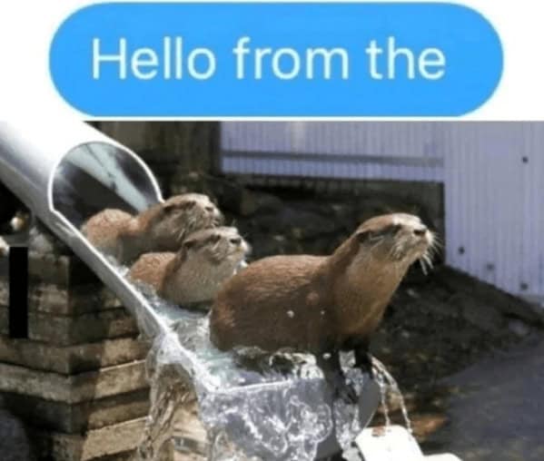 A funny otter meme using Adele lyrics with otters sliding down a water chute.