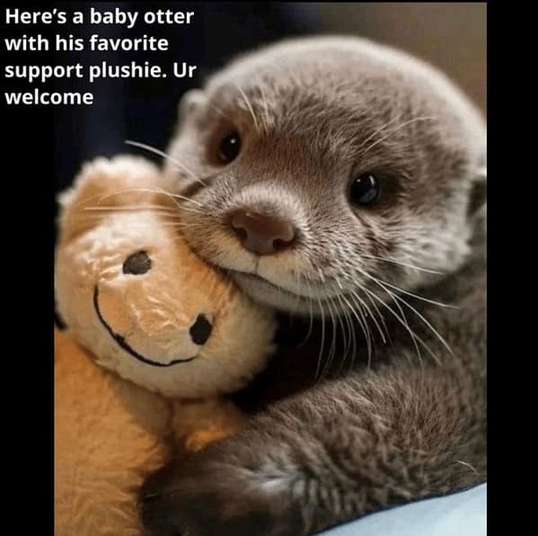 A wholesome otter meme showing an adorable baby otter cuddling its favorite teddy bear plushie.