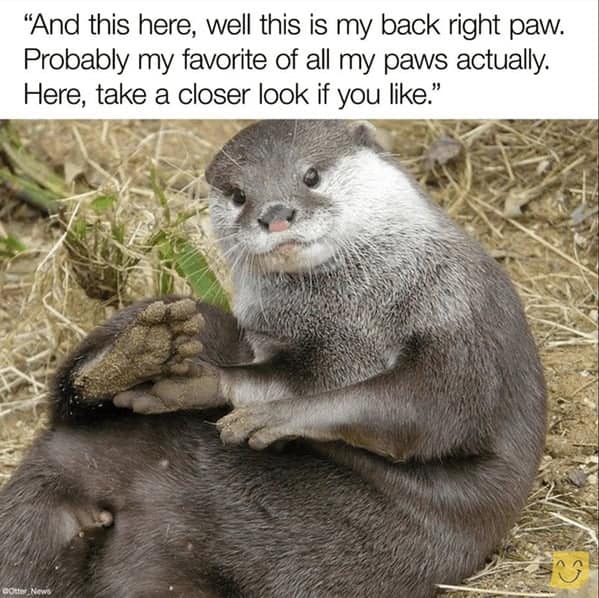 A funny otter meme where an otter proudly shows off its back right paw.