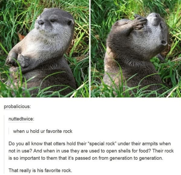 wholesome otter meme explaining the significance of an otter's favorite rock.