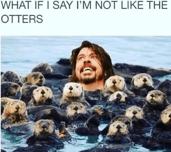 A funny otter meme combining Dave Grohl from Foo Fighters with a group of otters.