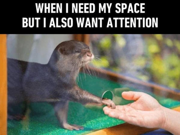 A funny otter meme showing an otter wanting both space and attention simultaneously.