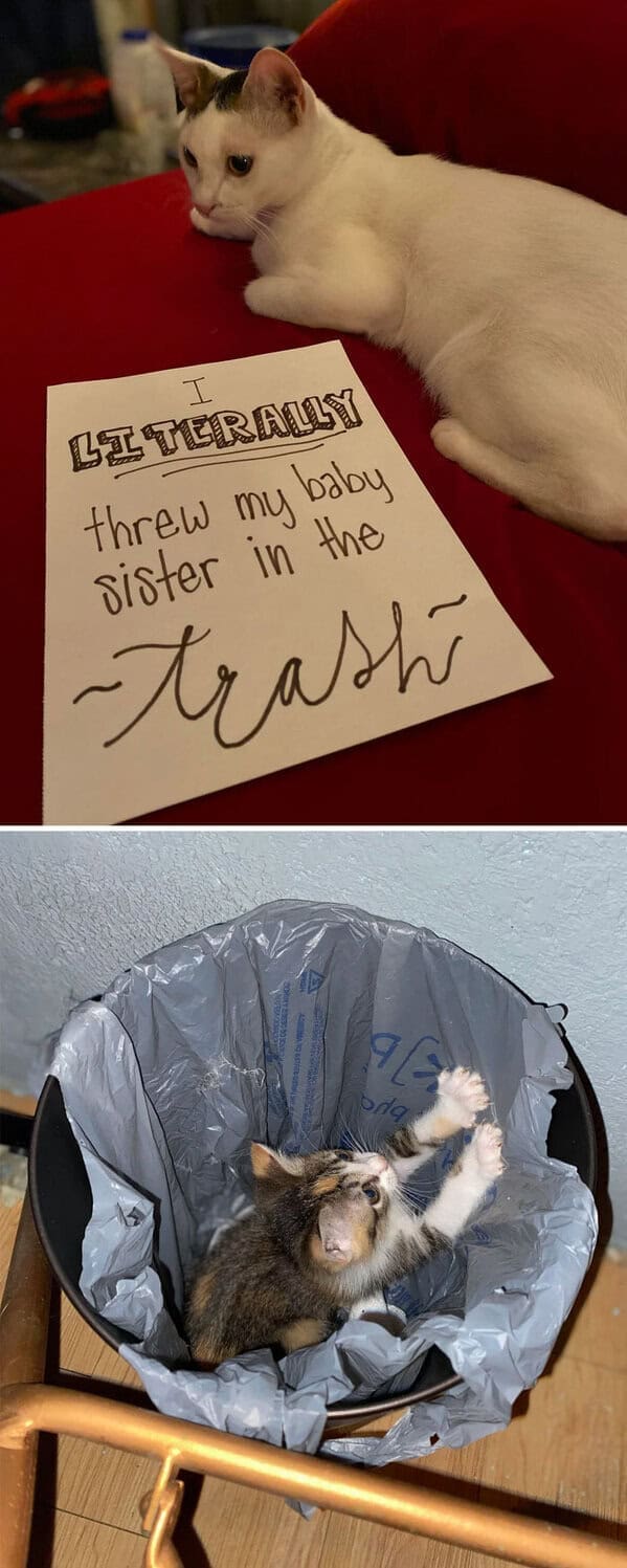 A hilarious pet shaming picture of a cat being shamed for throwing its baby kitten sister into the trash.