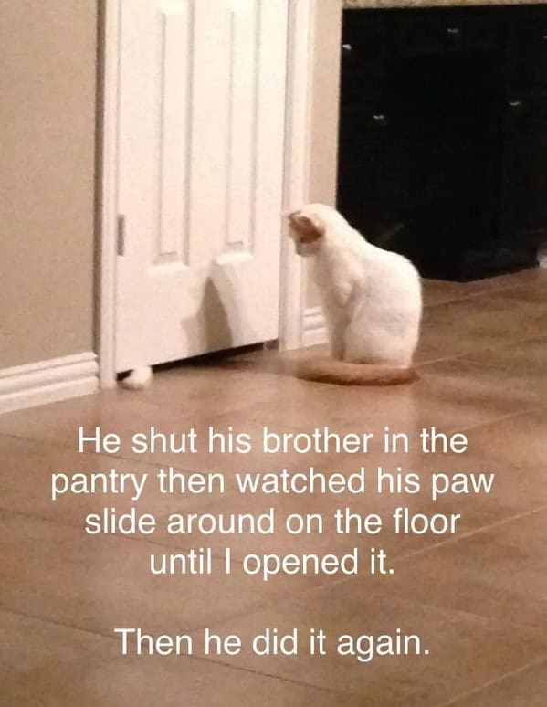 A pet shaming picture of a cat who trapped his brother in the pantry and then did it again for fun.