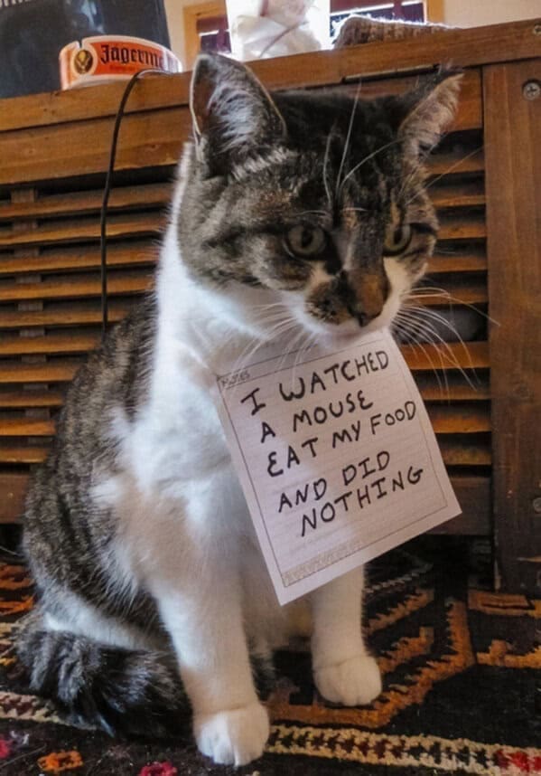 A pet shaming picture of a cat who failed its one job by watching a mouse eat its food and doing nothing.