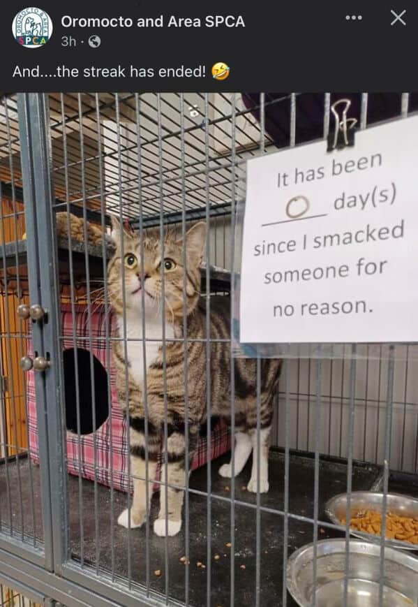 A funny pet shaming picture of a cat at a shelter with a sign that reads "It has been 0 days since I smacked someone for no reason."