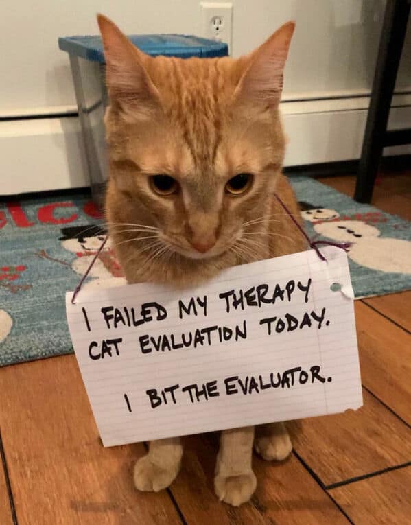 A pet shaming picture of a cat who failed its therapy cat evaluation because it bit the evaluator.