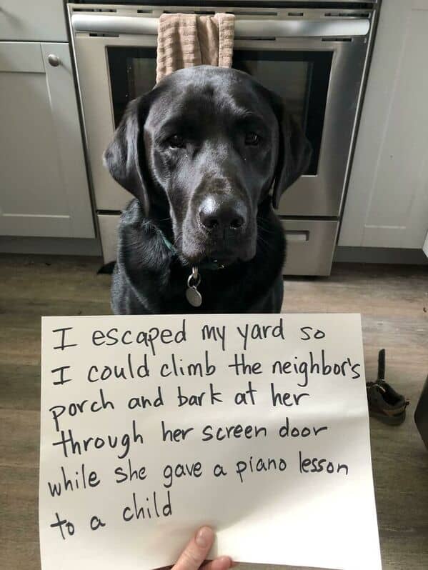 A funny pet shaming picture of a black lab who escaped to bark at a child during a piano lesson.