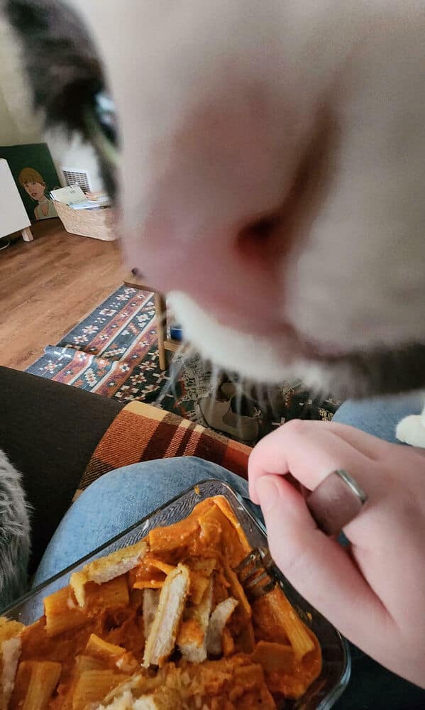 A funny pet shaming picture taken from the first-person perspective, showing a cat's nose getting extremely close to a plate of pasta.
