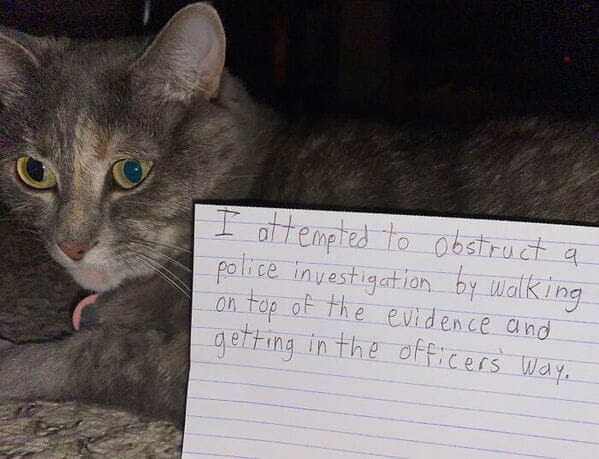 A hilarious pet shaming picture of a cat who was shamed for obstructing a police investigation.