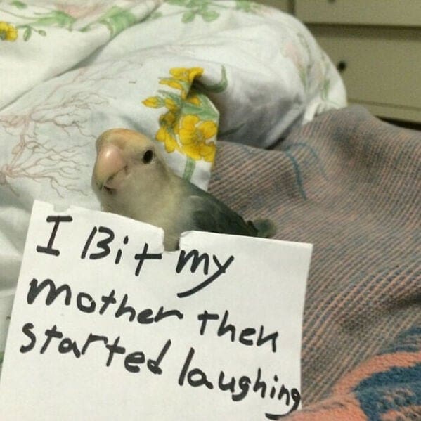 A funny pet shaming picture of a small bird that bit its owner and then started laughing.
