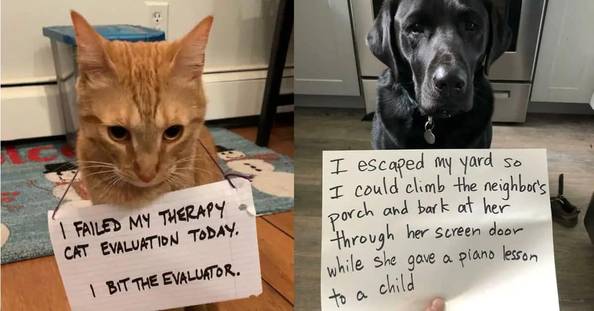 A gallery of the funniest pet shaming pictures, showing cats, dogs, and birds being shamed for their hilarious crimes.