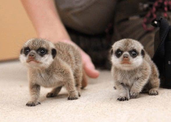 Pictures of baby animals showing two extremely cute and tiny baby meerkats looking curiously alert