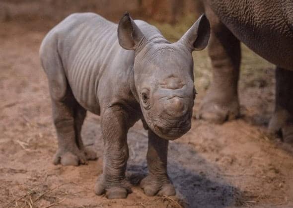 Incredible pictures of baby animals featuring a tiny newborn rhinoceros calf standing up close to the camera