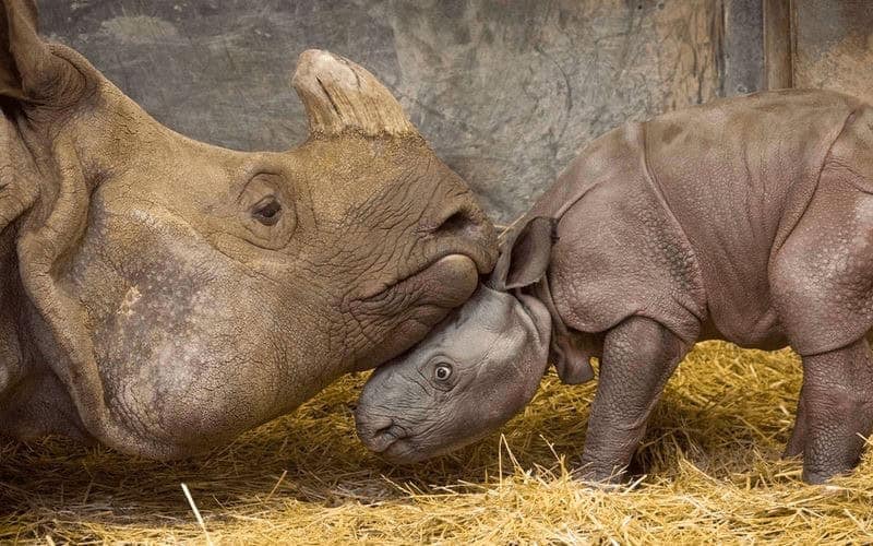 A tender moment in pictures of baby animals showing a mother rhinoceros gently nuzzling her newborn calf.