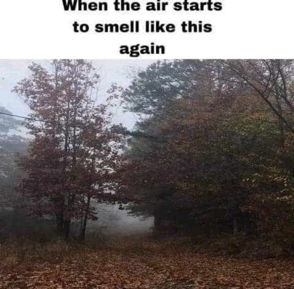 A mood meme with a picture of a foggy forest, captioned "When the air starts to smell like this again."