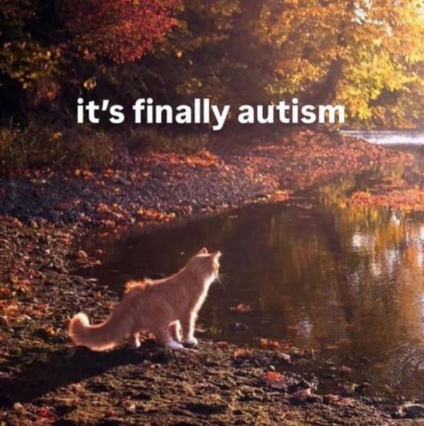A funny shitpost meme with a picture of a cat in autumn and the caption "it's finally autism."