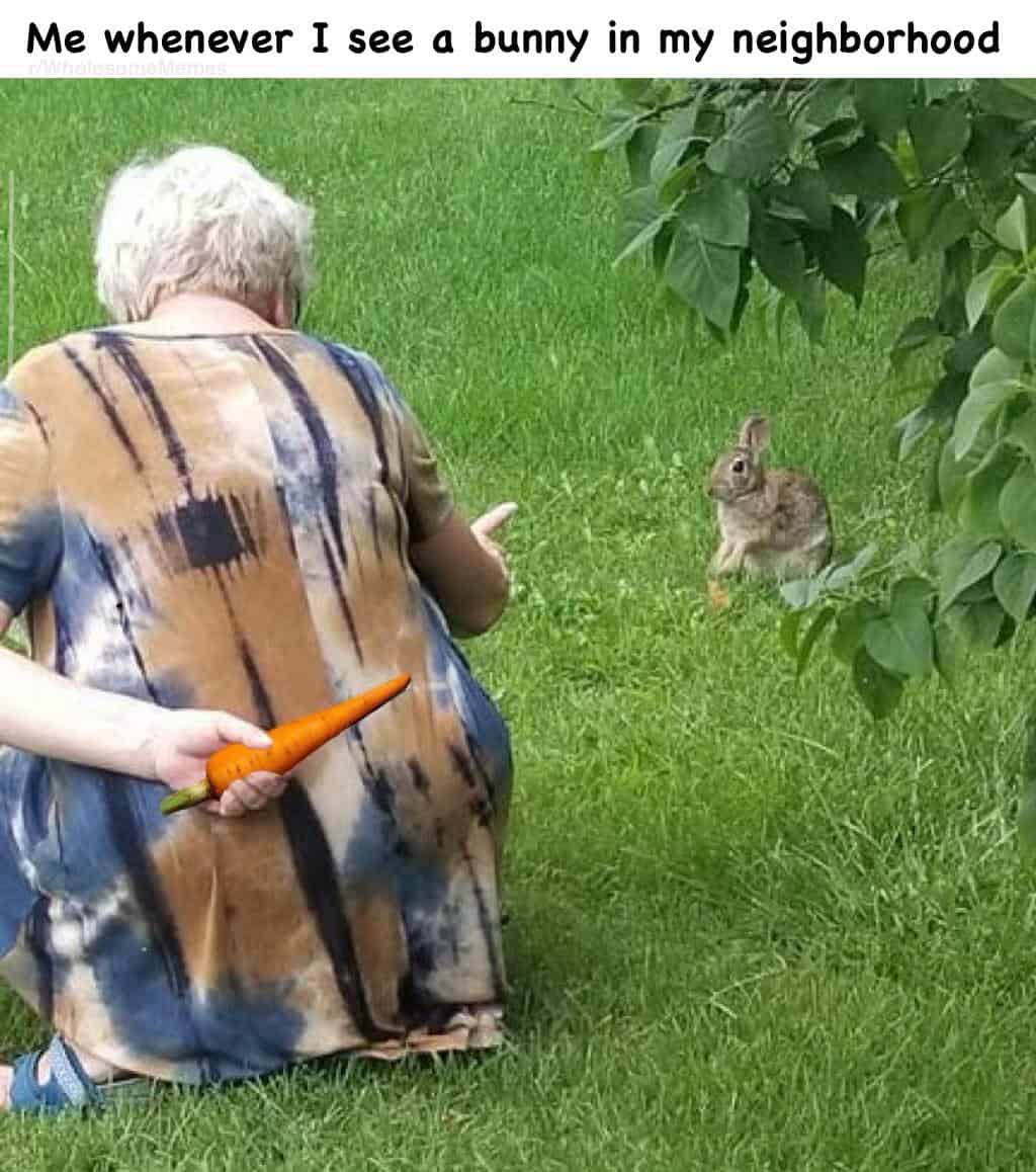 A wholesome meme of an older woman kneeling down to try and befriend a wild bunny by offering it a carrot.