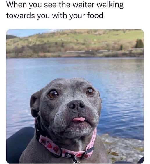 A wholesome meme using a dog with its tongue out to represent the pure joy of seeing your food coming at a restaurant.