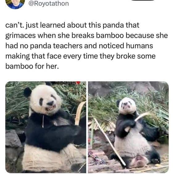 A happy meme tweet with a heartwarming fact about a panda that imitates the faces its human caretakers make.