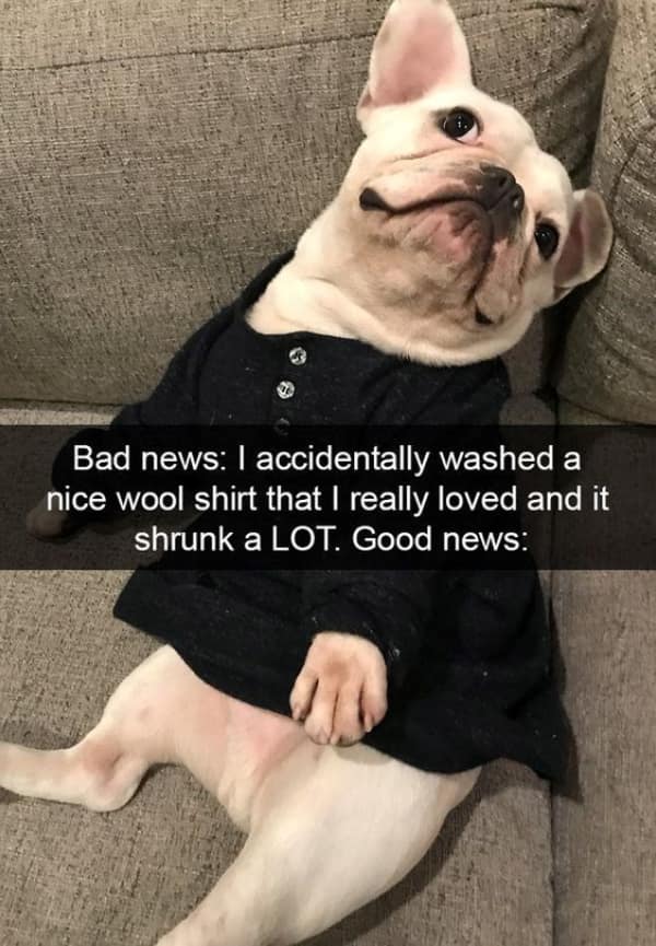 An adorable French bulldog looking happy while wearing a human wool shirt that accidentally shrunk.