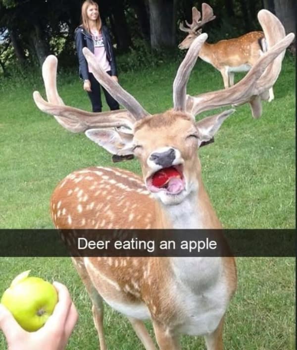 A happy wholesome meme of a deer looking blissful while eating an apple.