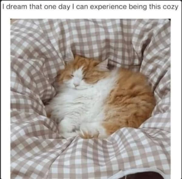 A wholesome meme of a very cozy orange and white cat sleeping in its bed.