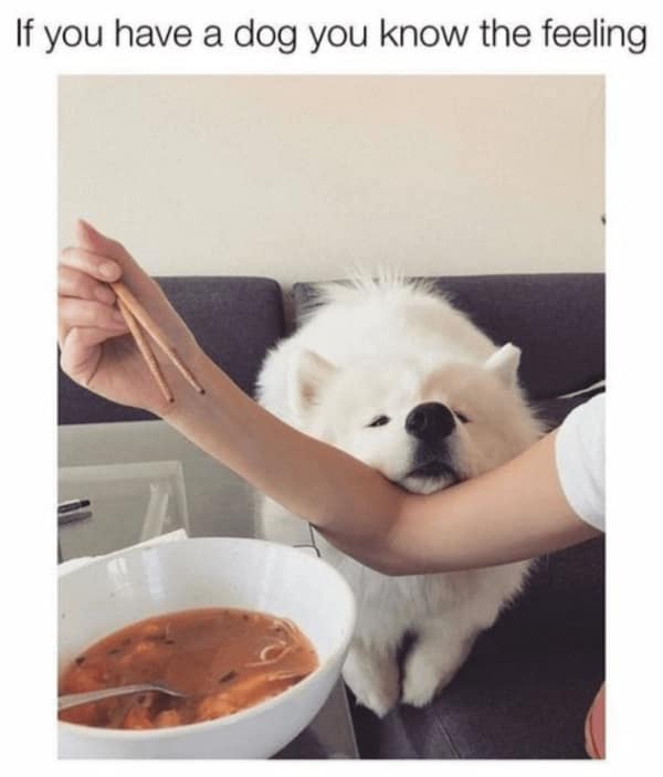 A fluffy white Samoyed dog lovingly resting its chin on its owner's arm while they eat.