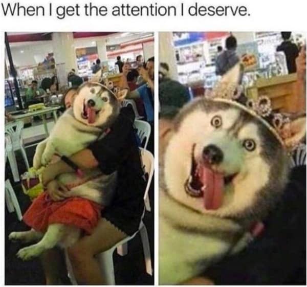 A happy husky wholesome meme about getting the attention you deserve.