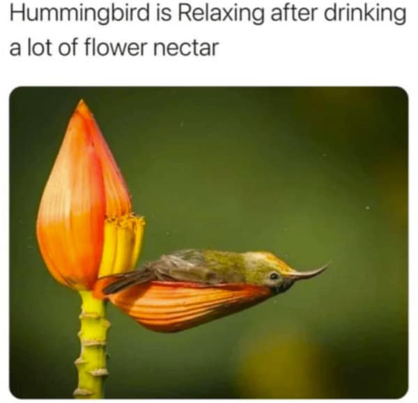 A tiny hummingbird lying peacefully inside the petal of an orange flower bud after drinking nectar.