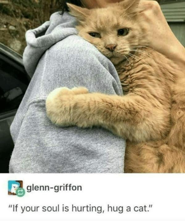 A wholesome meme showing a ginger cat hugging a person with a comforting quote.