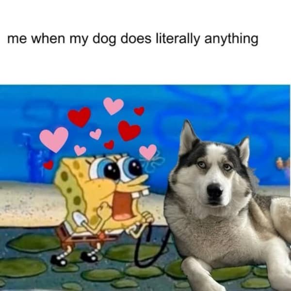 A SpongeBob meme showing him showering a relaxed husky dog with cartoon hearts and adoration.