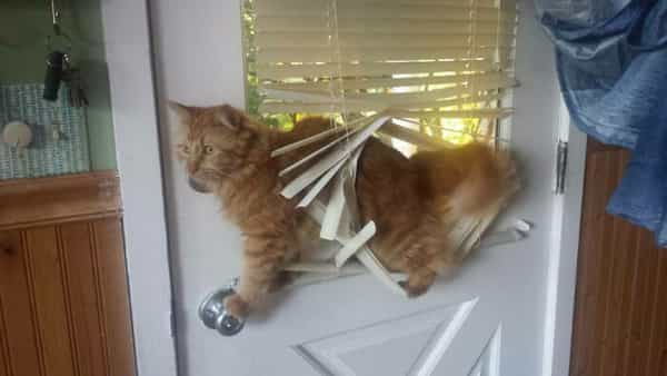 A fluffy orange cat hilariously stuck and tangled in the mini-blinds on a white door window.