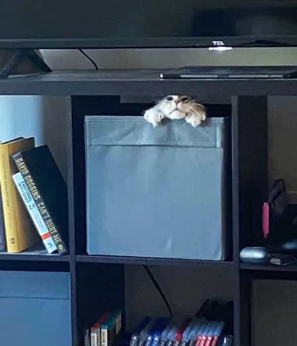 A tiny, adorable cat peeking its head and paws over the edge of a fabric storage bin on a bookshelf.