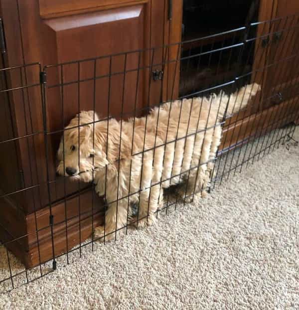 A sad-looking golden doodle puppy stuck between its metal playpen and a wooden entertainment center.