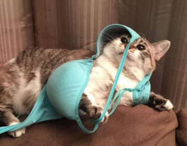A confused tabby cat lying on a couch with its head and paw tangled in a bright blue bra.