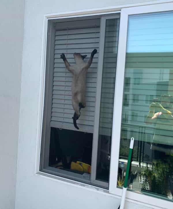 A "mission impossible" Siamese cat stuck vertically between a window screen and the blinds.