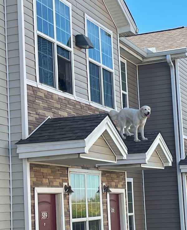 A large white dog, a Great Pyrenees, stuck on the small roof awning of an apartment building.