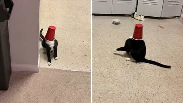 A funny black and white cat walking around and sitting, completely blinded by a red solo cup stuck on its head.