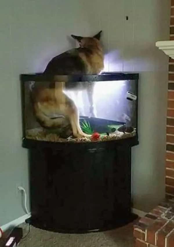 A large German Shepherd dog hilariously stuck with its front half inside a corner fish tank.