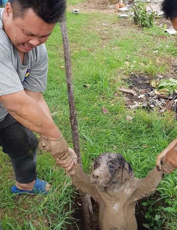 A very muddy dog being pulled out of a mud hole by two people, looking like a mud monster.