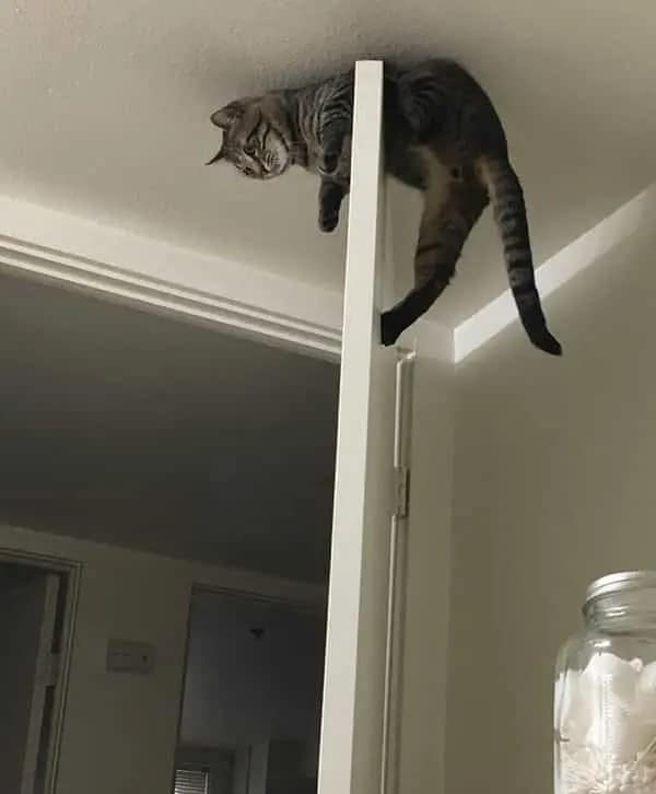 A tabby cat precariously balanced on the thin top edge of an open white door, looking down.