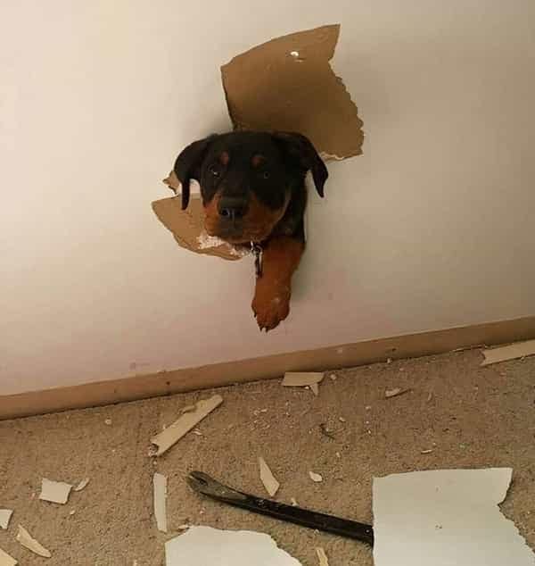 A Rottweiler puppy, a funny stuck animal, peeking its head and paw through a hole in the drywall ceiling.