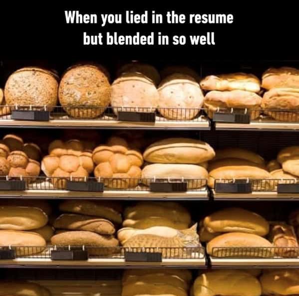 A bread meme showing a "loaf chart" classifying cats by how well they are "baking" (loafing).