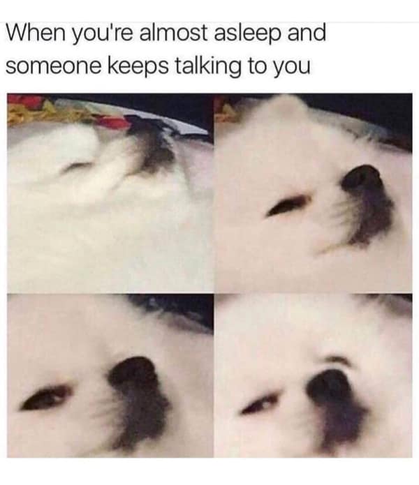 Fluffy white dog closing eyes annoyed while trying to sleep breakfast memes.